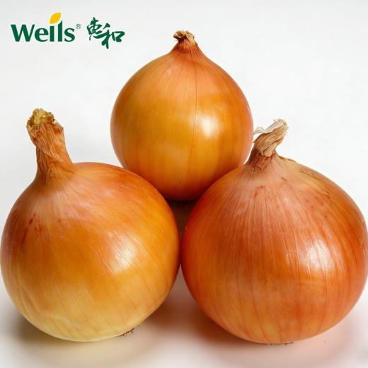 「专业种子」黄锋84 洋葱杂交种子 高产、耐病的欧系长日照中熟品种，球重400g以上 商品图0