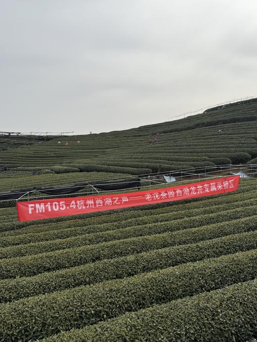 【节目专享】明前龙井头采手炒品质极佳 商品图1