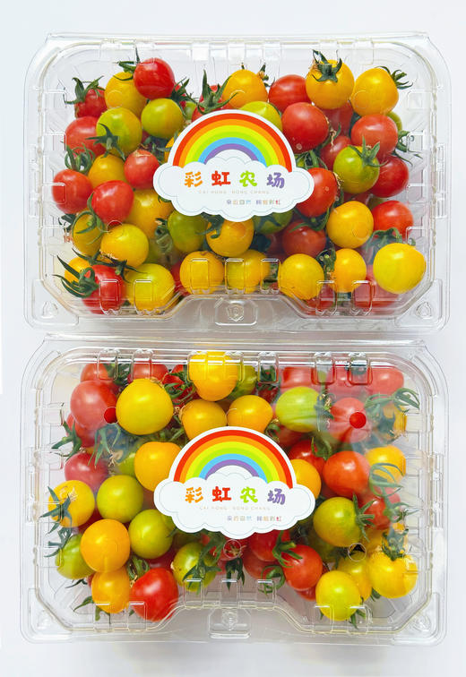 家绿彩虹小番茄5斤装 提前1天预定 商品图1