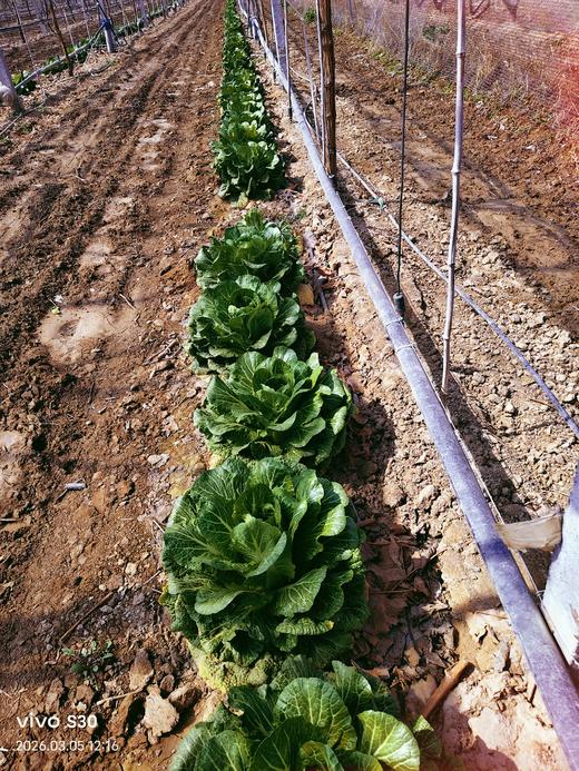 新鲜小白菜上市，生态种植，鲜嫩香甜，放心吃，健康菜！白菜有些已开花，介意者慎拍！老品种自留种胡萝卜过年包饺子必备，自然农法种植，原汁原味！口感纯正甜美！ 商品图2