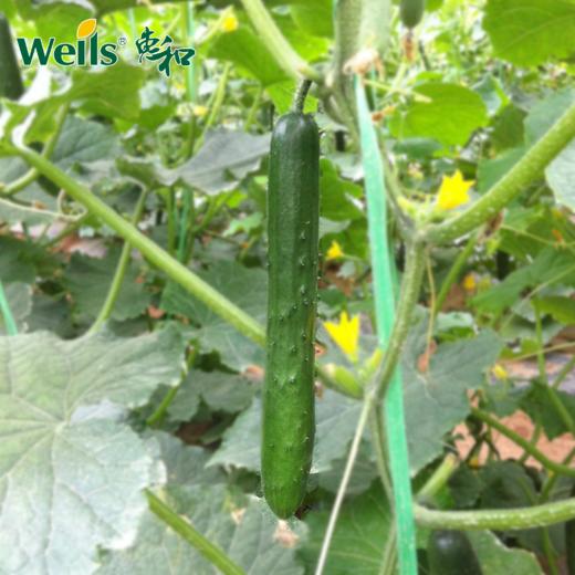 「专业种子」夏美518 黄瓜杂交种子 春夏可播的稀刺品种，特别适合夏季种植，果长21-23cm 商品图0