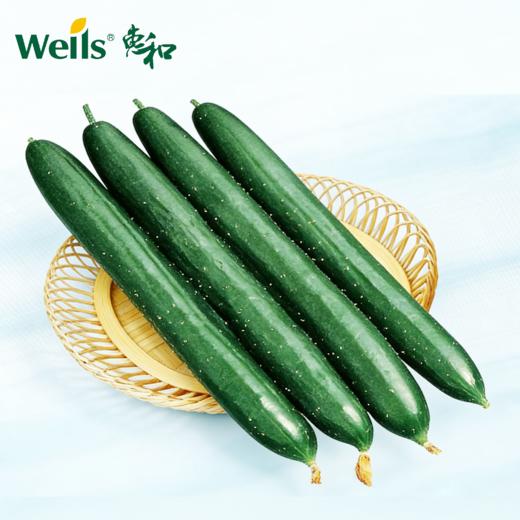 「专业种子」盛夏一号 黄瓜杂交种子 适应性和稳定性优异，果长约20-21cm 商品图0