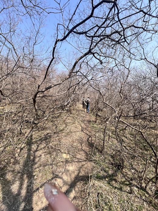 每周一山：3月15日凤凰山亲子徒步 商品图0