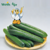 「专业种子」一休靓瓜 黄瓜杂交种子 来自日本的圆柱形新型黄瓜，果长17-20cm 商品缩略图0