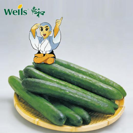 「专业种子」一休靓瓜 黄瓜杂交种子 来自日本的圆柱形新型黄瓜，果长17-20cm 商品图0