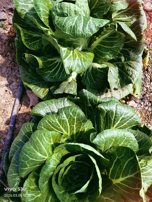 新鲜小白菜上市，生态种植，鲜嫩香甜，放心吃，健康菜！白菜有些已开花，介意者慎拍！老品种自留种胡萝卜过年包饺子必备，自然农法种植，原汁原味！口感纯正甜美！ 商品图1