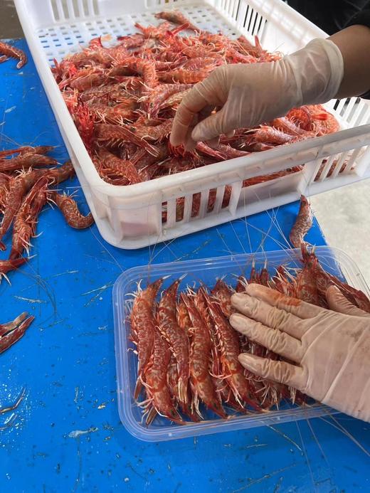 & 网红甜虾樱花虾🌸超级漂亮~纯野品质，虾肉鲜美脆甜，活冻 商品图4