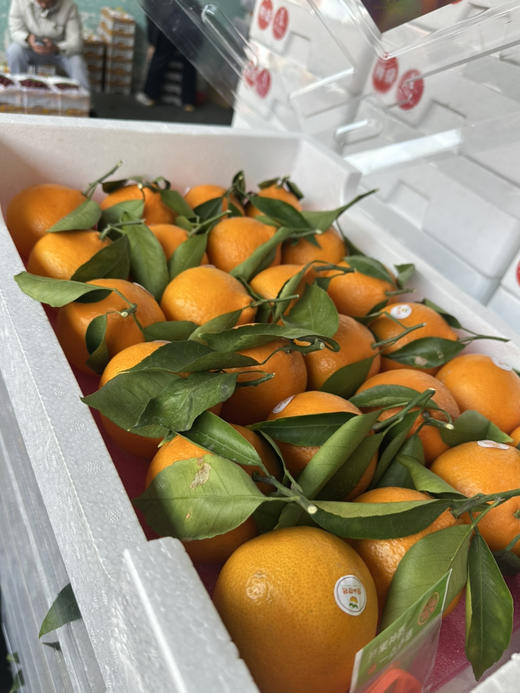 高品质柑橘 非常好吃的黄美人 商品图4