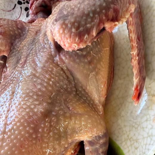 【云南散养鸽子「1-2年」】吃的就是大山里无公害鸽子~滋补 春季长个 产后滋补佳品 商品图2