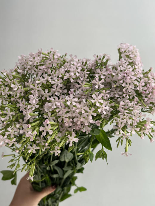 国产花材-【粉钻花】 商品图1