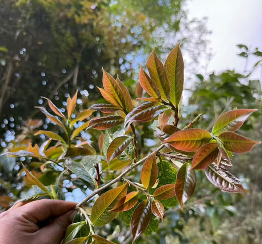 2026头春千年野生古树紫芽红茶 商品图1