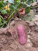 【桥头地瓜/鸣门金时地瓜】地瓜界的实力派，鸣门金时地瓜~桥头地瓜的升级品，口感细腻，无纤维，香甜软糯，板栗香味 CC 商品缩略图2