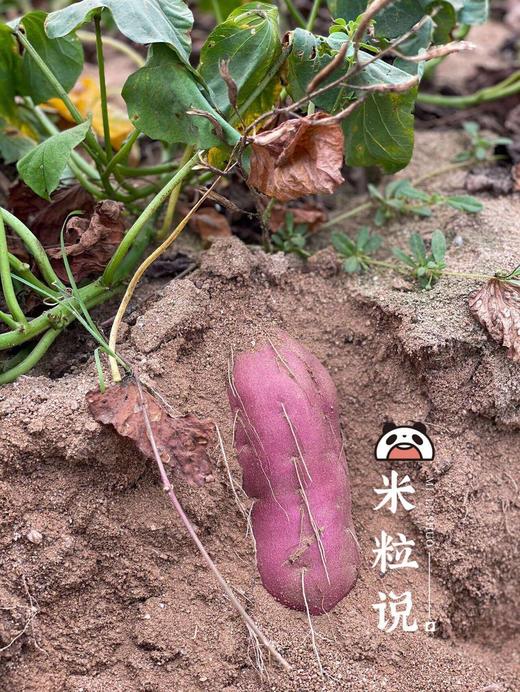 【桥头地瓜/鸣门金时地瓜】地瓜界的实力派，鸣门金时地瓜~桥头地瓜的升级品，口感细腻，无纤维，香甜软糯，板栗香味 CC 商品图2