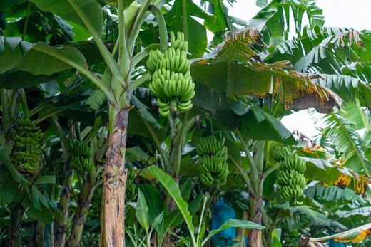 云南威尼斯香蕉，给你软糯香甜，极致的奶油口感，从树上砍下就立马发货，巨甜‼巨软糯‼原生态自然熟，不打药不打保鲜剂 商品图7