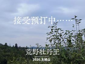 【2026春茶预订】2026荒野牡丹王，被时间耽误的荒野银针，清润，柔甜，如浆似汤，野性难驯