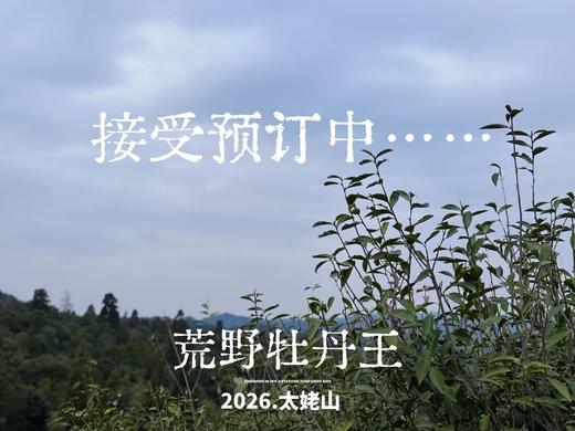 【2026春茶预订】2026荒野牡丹王，被时间耽误的荒野银针，清润，柔甜，如浆似汤，野性难驯 商品图0