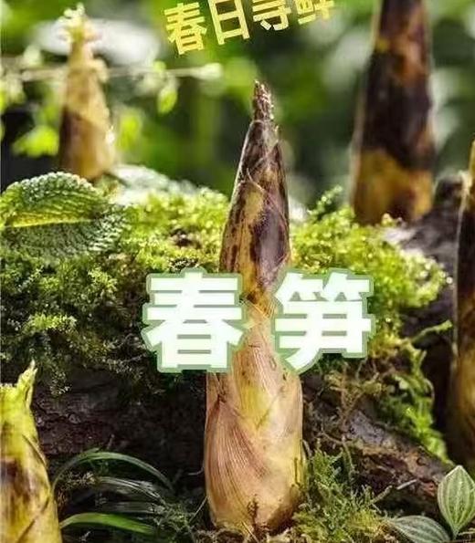 周一取货：【春笋】一袋3斤左右，爽脆清甜，春天的味道。 商品图0