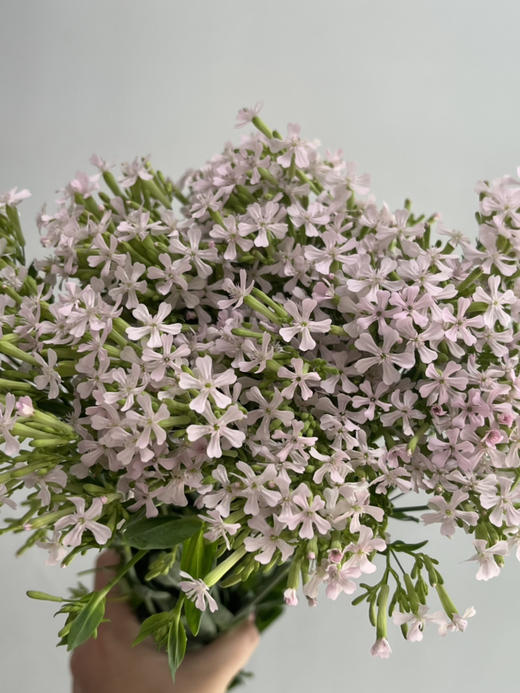 国产花材-【粉钻花】 商品图0