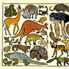 我的动物园 大开本法国插画版画儿童科普百科启蒙认知书籍 商品缩略图2