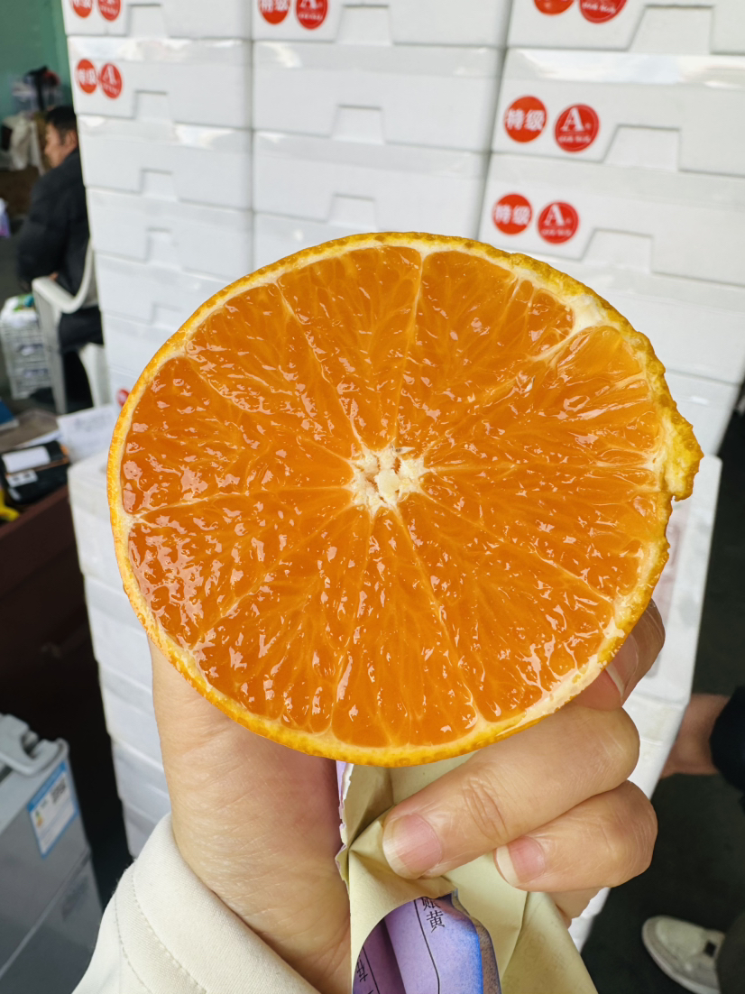 高品质柑橘 非常好吃的黄美人