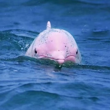 五一丨【5天4晚】5天4晚｜崇左+钦州亲子游｜横跨中越边境，探秘限定雨林，寻珍稀叶猴，追中华白海豚！