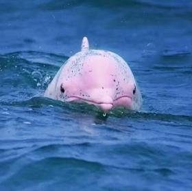 五一丨【5天4晚】5天4晚｜崇左+钦州亲子游｜横跨中越边境，探秘限定雨林，寻珍稀叶猴，追中华白海豚！