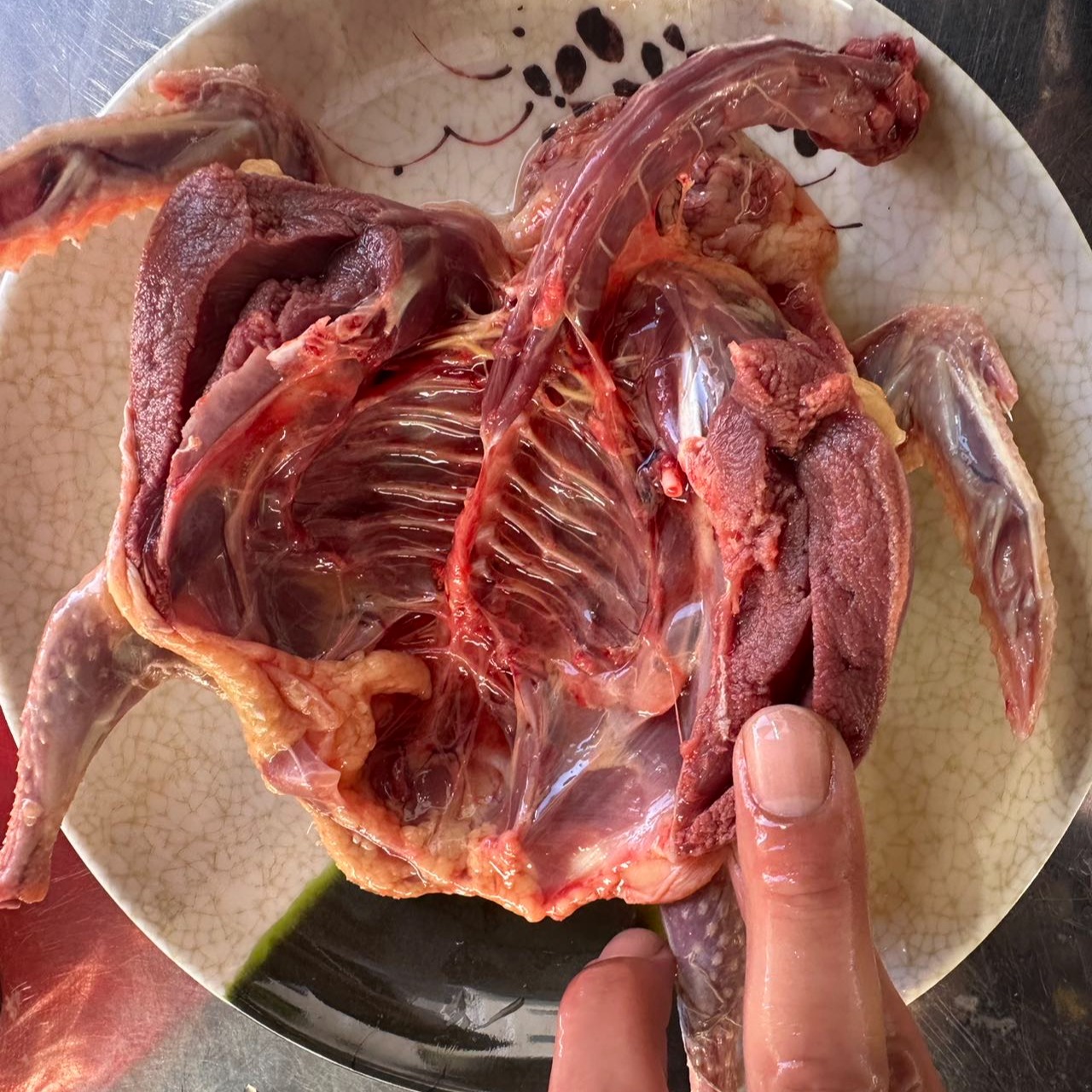 【云南散养鸽子「1-2年」】吃的就是大山里无公害鸽子~滋补 春季长个 产后滋补佳品