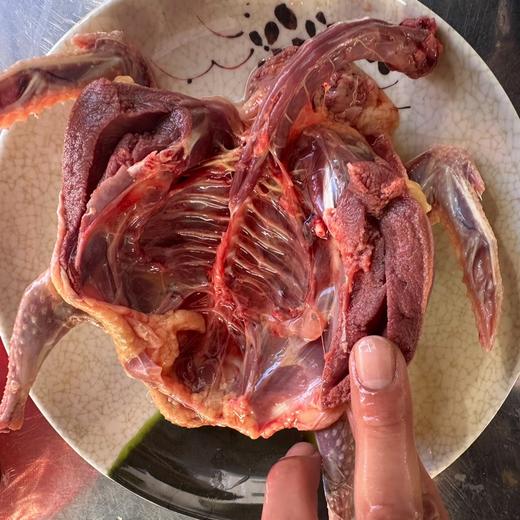 【云南散养鸽子「1-2年」】吃的就是大山里无公害鸽子~滋补 春季长个 产后滋补佳品 商品图0