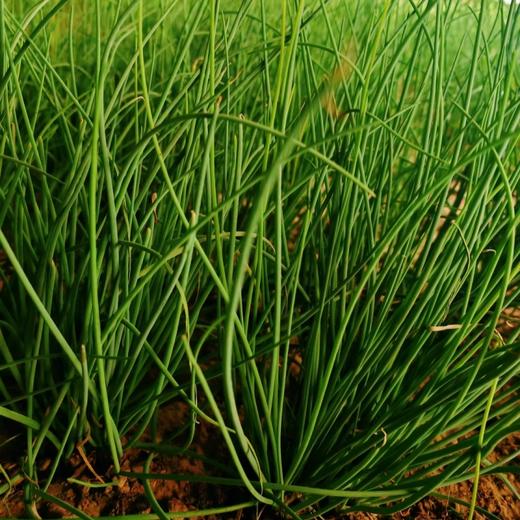 甘肃民勤戈壁沙葱【顺丰快递】 商品图3