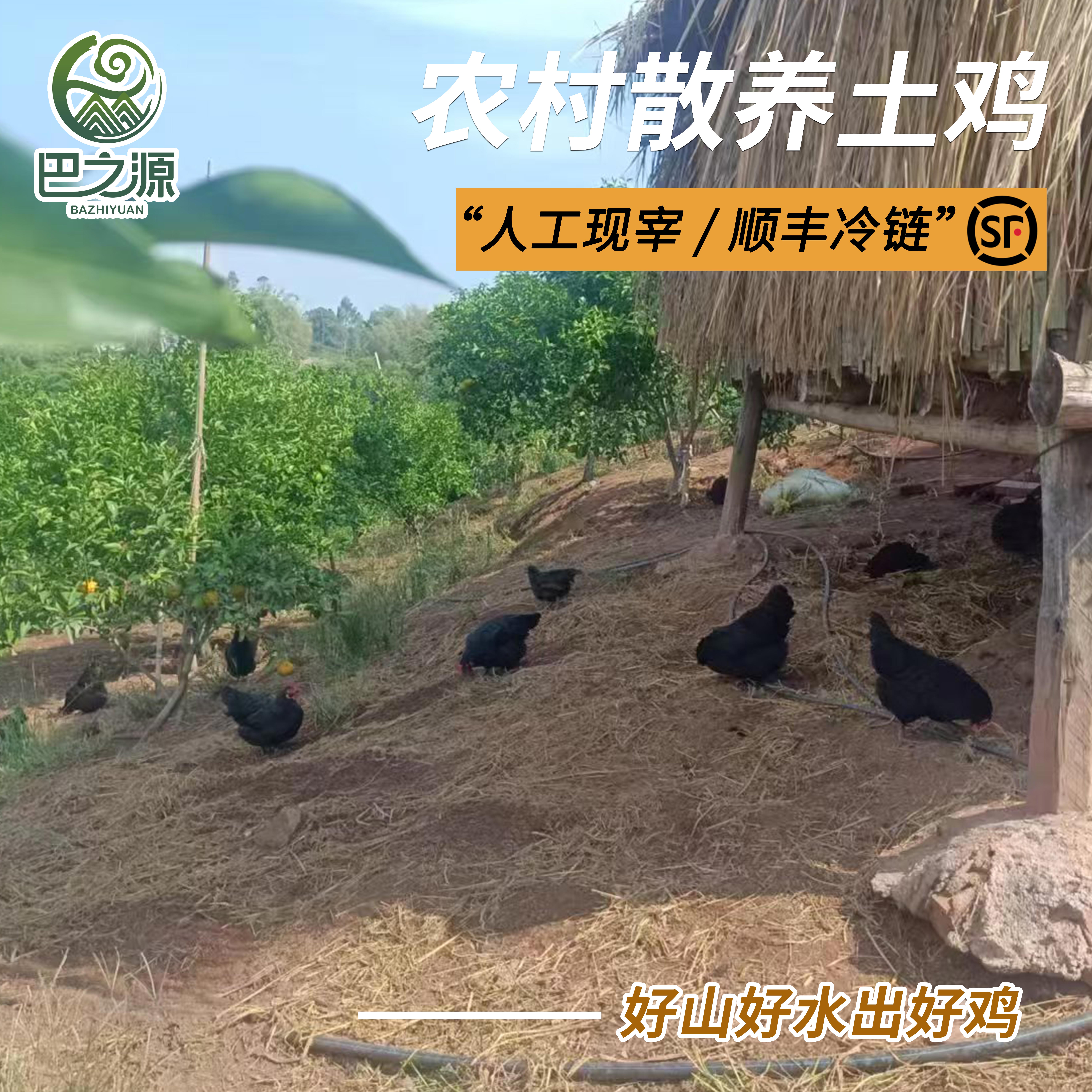 农家散养乌鸡公低脂土鸡活鸡现杀新鲜黑鸡乌骨鸡整鸡顺丰冷链包邮