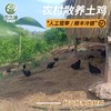 农家散养乌鸡公低脂土鸡活鸡现杀新鲜黑鸡乌骨鸡整鸡顺丰冷链包邮 商品缩略图0