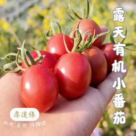 干热河谷露天有机小番茄
