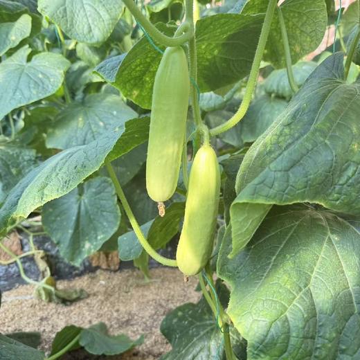 甜奶油嫩黄瓜，糖度很棒，真的甜！全程有机肥（豆粕+羊粪+海藻/鱼蛋白等混配）培育，产量低，但口感超棒。生态种植，安全无农残。 商品图2