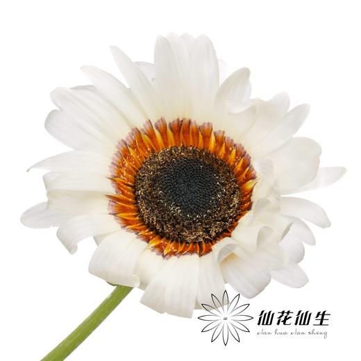 凉菊 | 白韵 商品图1