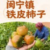 宁夏闽宁镇铁皮柿子 | 沙土地种植 自然挂果成熟 脆甜爆汁 儿时老味道番茄 青肩越鲜亮 果香越浓郁 现摘先发 商品缩略图3