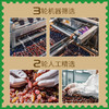 新疆吐鲁番大葡萄干（玫瑰香）288g/包 疆果果 大坚果 商品缩略图2