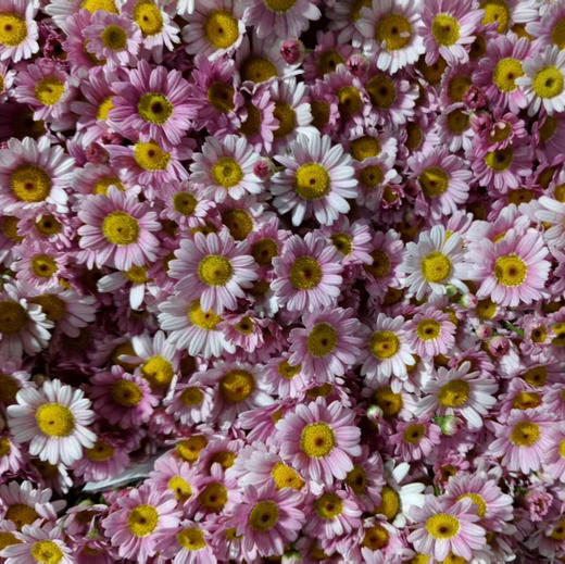 玛格丽特.粉色 商品图2