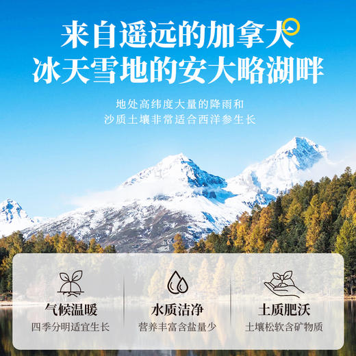 100g/瓶 参香活色 加拿大进口西洋参片 多规格可选 商品图4