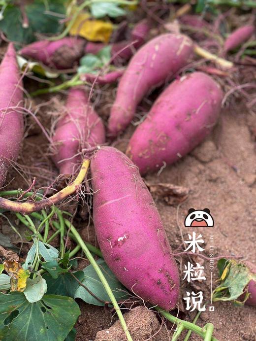 【桥头地瓜/鸣门金时地瓜】地瓜界的实力派，鸣门金时地瓜~桥头地瓜的升级品，口感细腻，无纤维，香甜软糯，板栗香味 CC 商品图1
