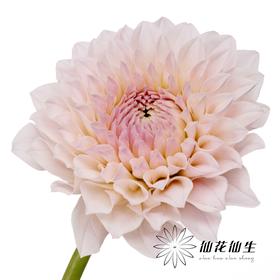 大丽花 | TOP