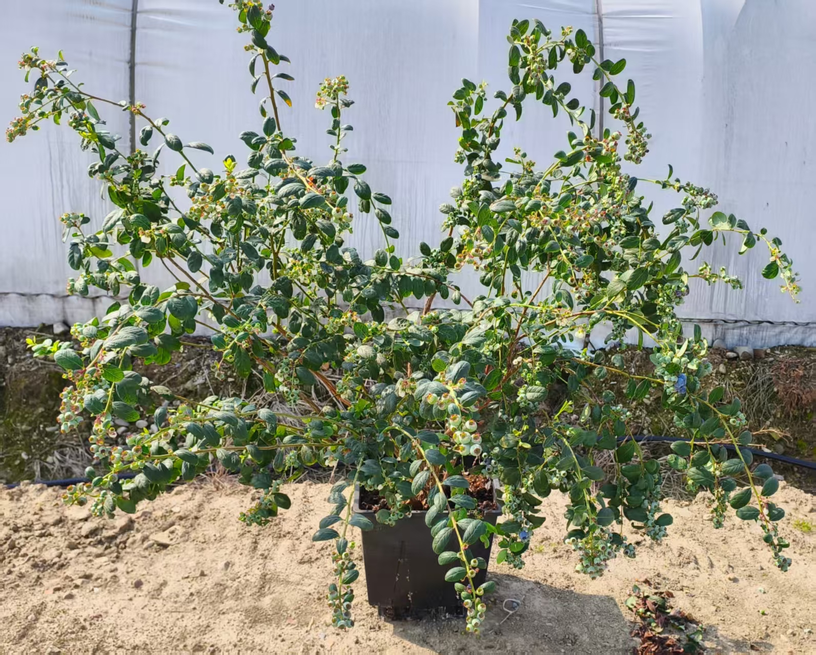 蓝莓树（仅限衢州本地，每周周末配送到家！）