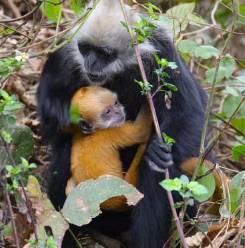五一丨【5天4晚】5天4晚｜崇左+钦州亲子游｜横跨中越边境，探秘限定雨林，寻珍稀叶猴，追中华白海豚！ 商品图2
