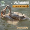 广西北海海鸭散养土鸭子整只现宰 商品缩略图0