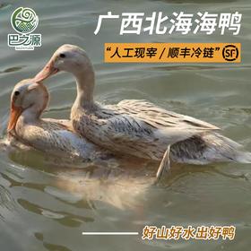 广西北海海鸭散养土鸭子整只现宰