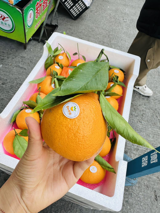 高品质柑橘 非常好吃的黄美人 商品图1
