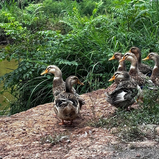 重庆稻田鸭正宗散养土鸭农家老麻鸭整只现杀煲汤老鸭子顺丰包邮 商品图1