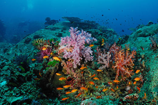 【五一】<泰国普吉岛5天4晚半自助游>西蒙人妖秀、珊瑚岛+皇帝岛出海浮潜双岛跳岛游、哈努曼世界（丛林飞跃 10 站+过山车+天空漫步）、美旺可巧大象保护营、Phannara Spa 泰式按摩 商品图1