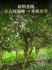 2026年春茶【七星系列】【七星千羽孔雀】一年一制 2026年勐海布朗山普洱茶生茶600年单株级古树拼配茶饼357g 商品缩略图3