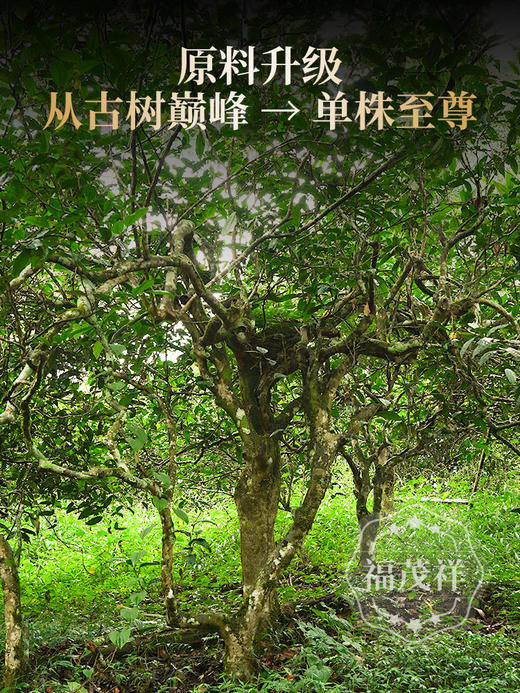 2026年春茶【七星系列】【七星千羽孔雀】一年一制 2026年勐海布朗山普洱茶生茶600年单株级古树拼配茶饼357g 商品图3