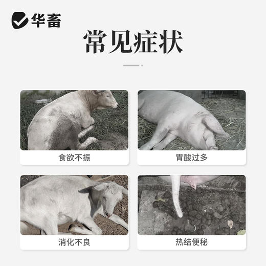 华畜大黄碳酸氢钠片1000片 健胃促消化 清热泻火 中和胃酸 增加食欲 商品图1